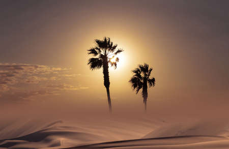 Palm trees silhouette at african sunsetの写真素材