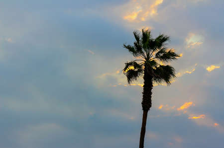 Palm tree and colorful sky with dramatic sky backgroundの写真素材