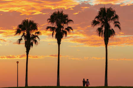 Several palm trees on a background of bright golden sunsetの写真素材