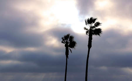 palm trees and colorful sky with beautiful sunsetの写真素材