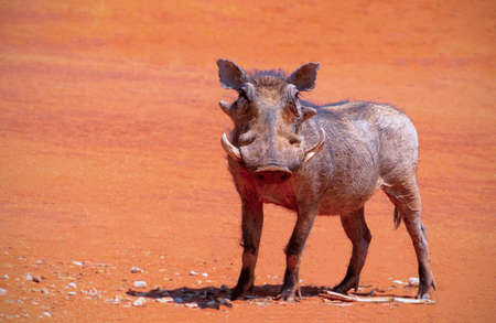 Wild african animals. An common warthog (pumbaa) stands on red earth on a sunny day. A single warthog looks at the photographer in Namibiaの写真素材
