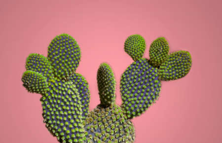 Bright beautiful blue cactus on a pink color background. Fashion minimal concept of art. Creative Styleの写真素材