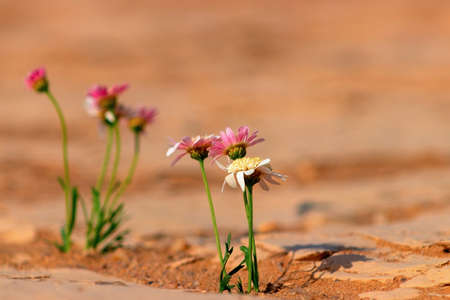A few colorful daisy flowers on the golden-brown sandの写真素材