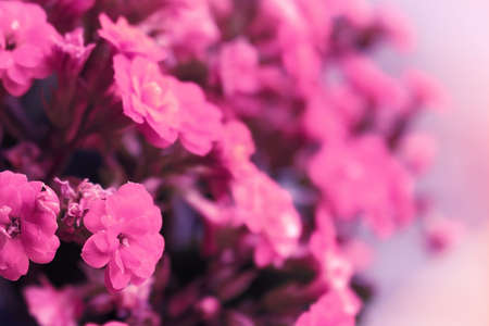 Beautiful pink flower calandiva with a soft focus of summer morning in the sunlight close-up macro. Blurred  background.の写真素材