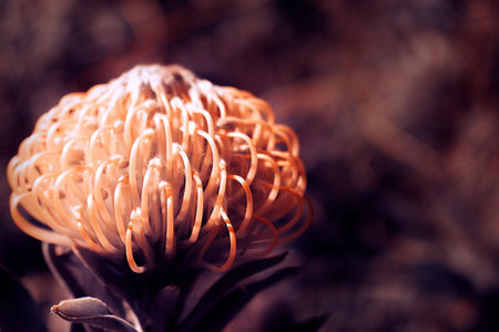 Very beautiful pink flower on a blurred background. Beautiful tender colorful romantic artistic...