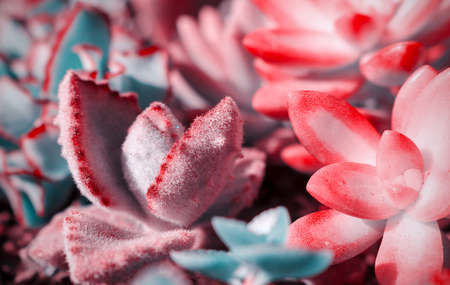 close up  or macro photo of juicy purple and pink  cactus, eceveriaの写真素材
