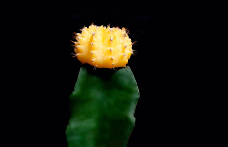 Small yellow-green cactus isolated on black background.