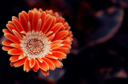 Close-up of a orange gerbera flower on a dark backgroundの写真素材