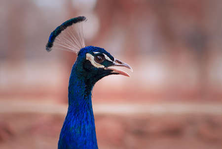 Close up view of The African peacock or blue peacock, a large and brightly coloured bird. Male peafowl are referred to as peacocksの写真素材