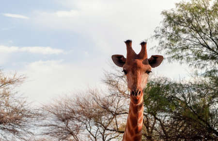 Wild african animals. Closeup namibian giraffe. The tallest living terrestrial animal and the largest ruminant.の写真素材