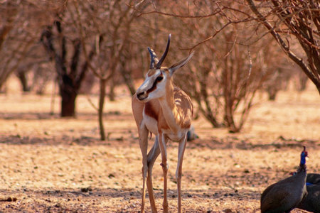 Wild african animals. Game drive safari in Namibia. Springbok close up a species of antelope at...