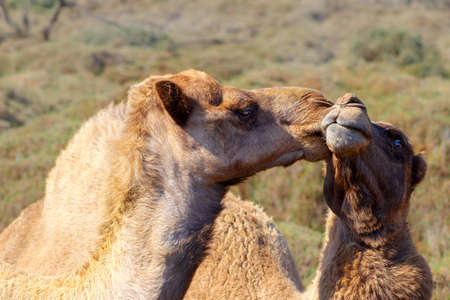 Two happy camels in love outdoorsの写真素材
