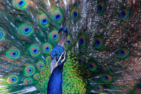 Close up view of The African peacock  a large and brightly coloured bird. Portrait of beautiful peacock with feathers out.の写真素材