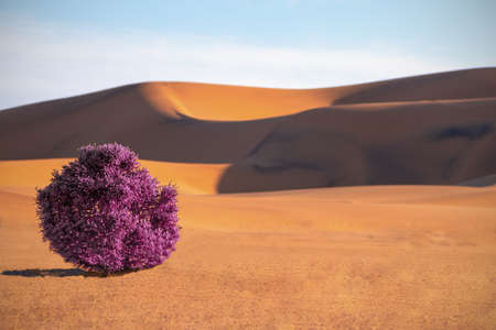 Dunes,  purple bush and sands in  Namib desertの写真素材