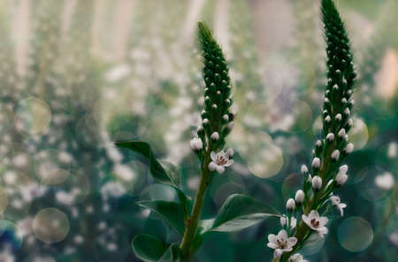 Wild blossoming grass in field meadow in nature on background sky, defocused, close-up. Beautiful summer nature landscape in vintage pastel colorsの写真素材