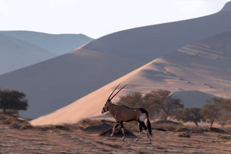 Wild african animal. Lonely Oryx walks through the Namib desertの写真素材