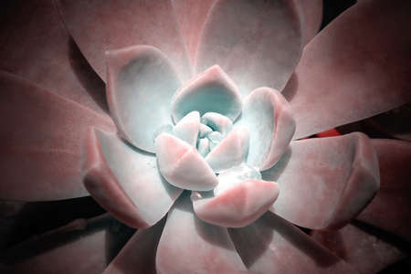 Bright colorful image of nature. Close-up of Echeveria flower with beautiful water dropsの写真素材