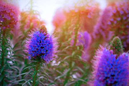 Beautiful summer background with wild meadow grass and purple  flowers in the rays of sunset....