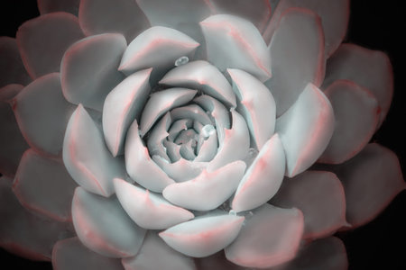 Bright colorful image of nature. Close-up of Echeveria flower with beautiful water drops