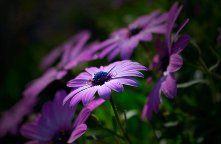 A close up of a purple flower with many dew drops on a dark backgroundの写真素材