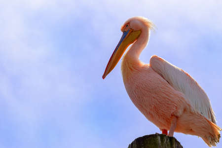 Wild african birds close-up. One Great Pink Namibian Pelican Bird Against a Bright Blue Skyの写真素材