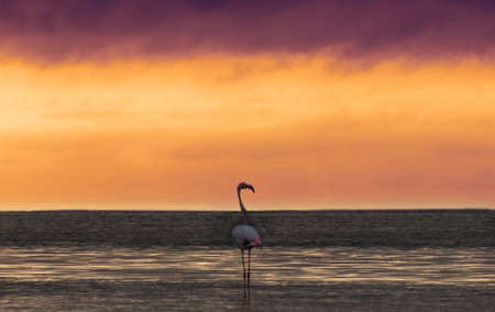 Wild african birds. One bird of pink african flamingo  walking around the lagoon and looking for foodの写真素材