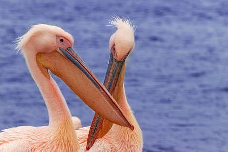 Two Beautiful pink pelican birds. Natural wildlife shot in Namibia. Pelican with ocean sea background. Wild animal in nature. Close up of natureの写真素材