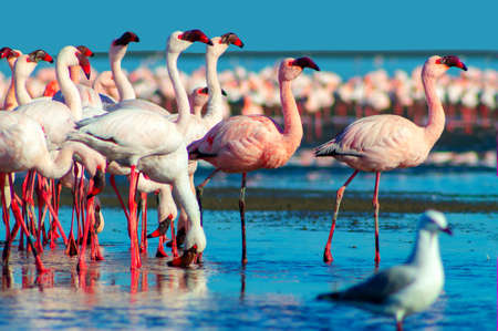 Wild african birds. Group of large white flamingos in the atlantic ocean on a sunny dayの写真素材