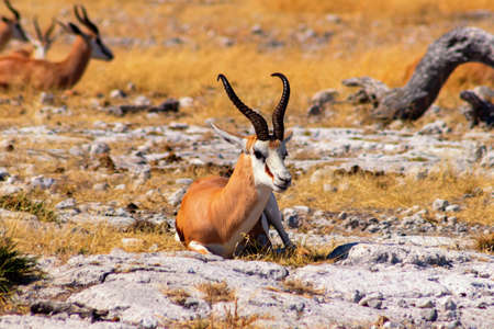 Wild african animals. The springbok (medium-sized antelope) in tall yellow grass. Etosha National park. Namibiaの写真素材