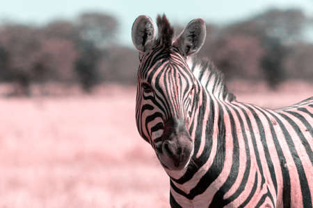 Wild african animals.  African Mountain Zebra standing  in grassland. Etosha National Park. Namibiaの写真素材
