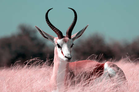 Wild african animals. The springbok (medium-sized antelope) in tall pink grass. Etosha National park. Namibiaの写真素材