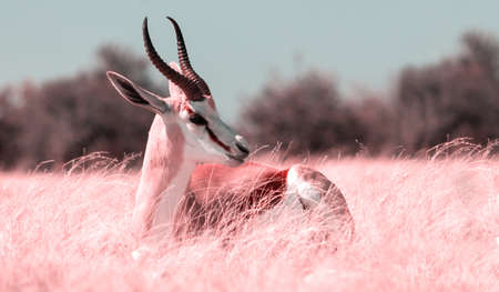 Wild african animals. The springbok (medium-sized antelope) in tall pink grass. Etosha National park. Namibiaの写真素材
