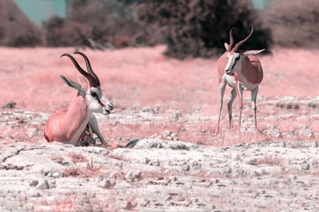 Wild african animals. The springbok (medium-sized antelope) in tall pink grass. Etosha National...