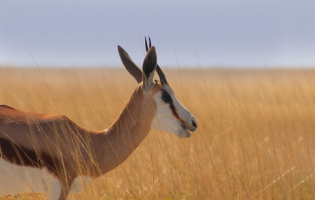 Wild african animals. The springbok (medium-sized antelope) in tall yellow grass. Etosha National...