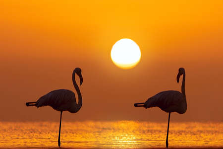 Wild african birds. Silhouette of two flamingos stands in a lagoon against a background of golden sunset and bright sunの写真素材