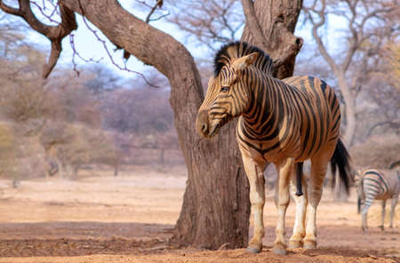 Wild african animals. Zebra close up portrait. African plains zebra on the dry yellow savannah grasslands.の写真素材