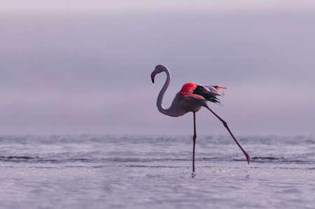 Wild african birds. One bird of pink african flamingo walking around the lagoon and looking for food. Namibiaの写真素材