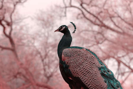 Close up view of The African peacock or blue peacock, a large and brightly coloured bird. Male peafowl are referred to as peacocksの写真素材