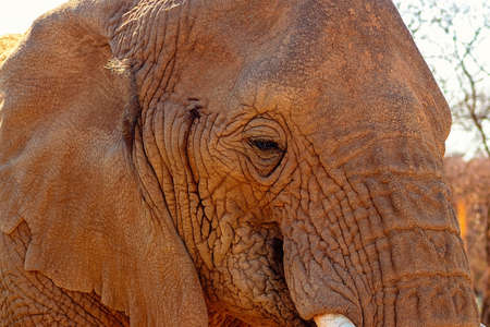 Beautiful Images of of African Elephants. Wild african elephant close up, Namibia, Africaの写真素材