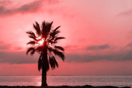 Palm tree, heavy dramatic clouds and bright sky. Beautiful African sunset over the lagoon.の写真素材