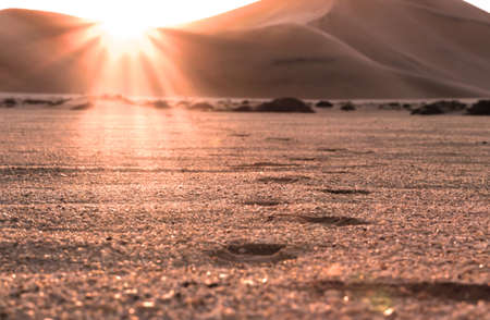 Beautiful desert sunset and footprints in the sandの写真素材