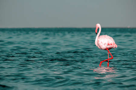 Wild african birds. One bird of pink african flamingo  walking around the lagoon and looking for foodの写真素材