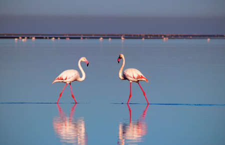 Two birds of pink african flamingo  walking around the lagoon and looking for foodの写真素材