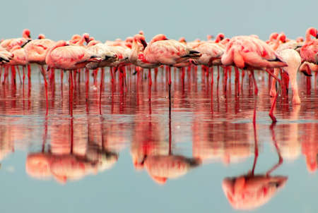 Wild african birds. Groupe of red flamingo birds on the lagoon. Walvis bay, Namibiaの写真素材