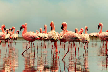 Wild african birds. Group of African red flamingo birds and their reflection on clear water. Walvis bay, Namibia, Africaの写真素材