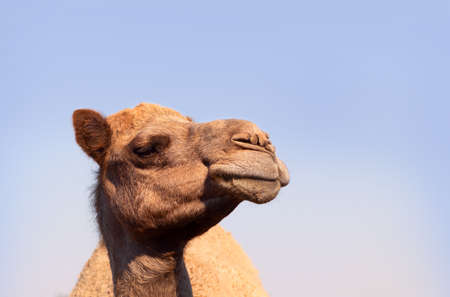 African Camel in the Namib desert.  Funny close up. Namibia, Africaの写真素材
