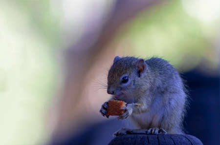 Wild african animals. Grey little squirrel eats sweet muffin. Namibiaの写真素材