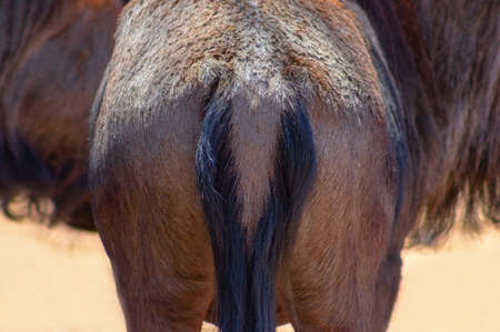 Wild african animals.  Closeup of african Blue wildebeest rear with part of the tail.の写真素材