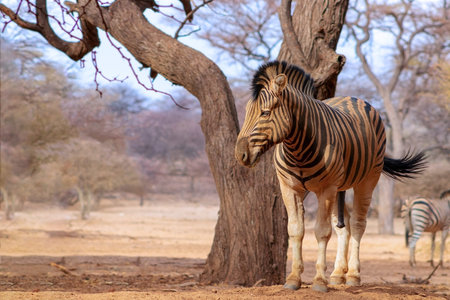 Wild african animals. Zebra close up portrait. African plains zebra on the dry yellow savannah...