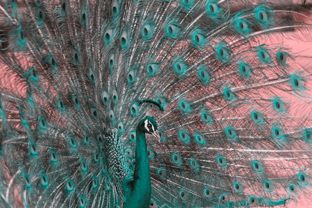 Close up view of The African peacock  a large and brightly coloured bird. Portrait of beautiful...
